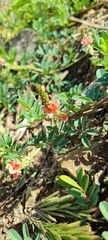 Indigastrum costatum