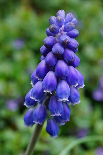 Grape Hyacinth
