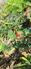 Indigastrum costatum