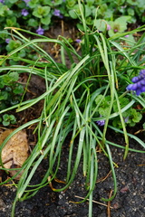 Muscari armeniacum