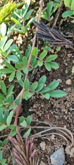 Indigastrum costatum