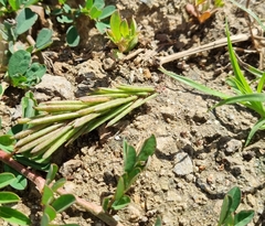 Indigastrum costatum