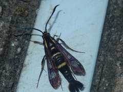 Synanthedon bibionipennis