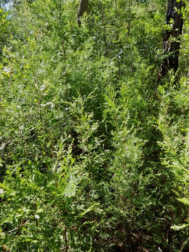 Chamaecyparis thyoides image