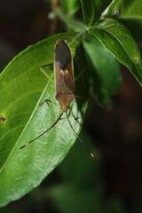 Homoeocerus rubromaculatus