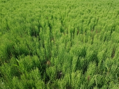 Equisetum arvense