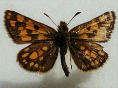 Carterocephalus
