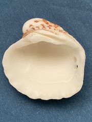 Cardites crassicostatus