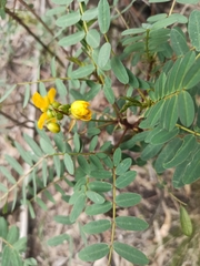 Senna aymara