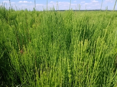 Equisetum arvense
