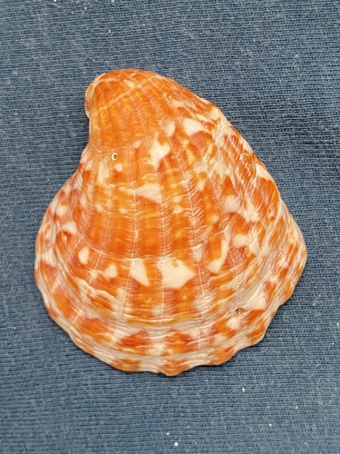 Strophocardia megastropha