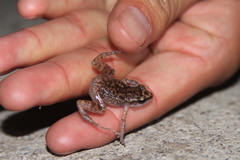 Eleutherodactylus cystignathoides