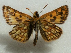 Carterocephalus