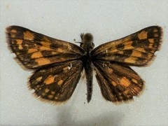Carterocephalus