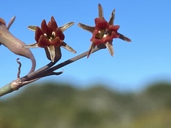 Tulbaghia capensis