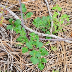 Lomatium lucidum