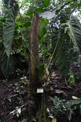Anthurium metallicum