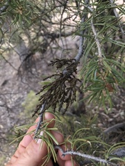 Arceuthobium divaricatum