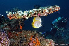 Chaetodon adiergastos