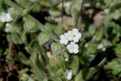 Plagiobothrys canescens