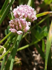Trifolium amabile