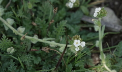 Plagiobothrys canescens