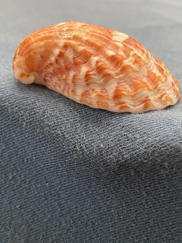 Strophocardia megastropha