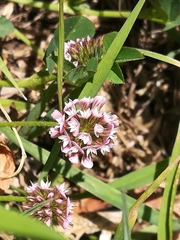 Trifolium amabile