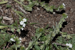 Plagiobothrys canescens