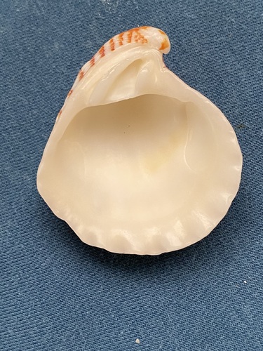 Strophocardia megastropha