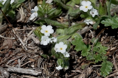 Plagiobothrys canescens