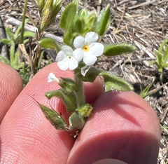 Plagiobothrys canescens
