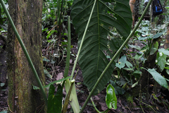 Anthurium metallicum