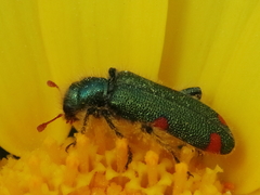 Trichodes quadriguttatus