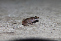 Eleutherodactylus cystignathoides