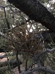 Arceuthobium divaricatum