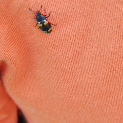 Episcapha quadrimacula