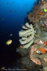 Amblyglyphidodon aureus