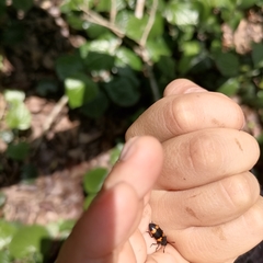 Episcapha quadrimacula