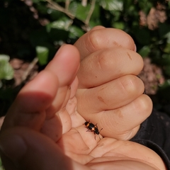 Episcapha quadrimacula