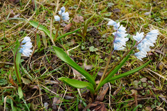 Puschkinia scilloides