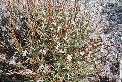 Acantholimon acerosum