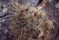 Acantholimon acerosum
