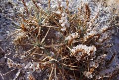 Acantholimon acerosum