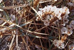 Acantholimon acerosum