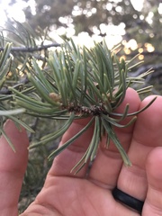 Arceuthobium divaricatum