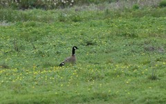 Branta hutchinsii leucopareia