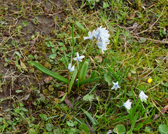 Puschkinia scilloides