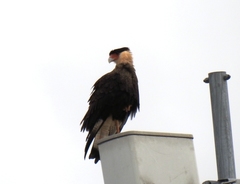Caracara plancus