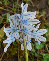 Puschkinia scilloides